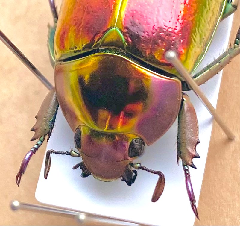 タイタンオオウスバカミキリ