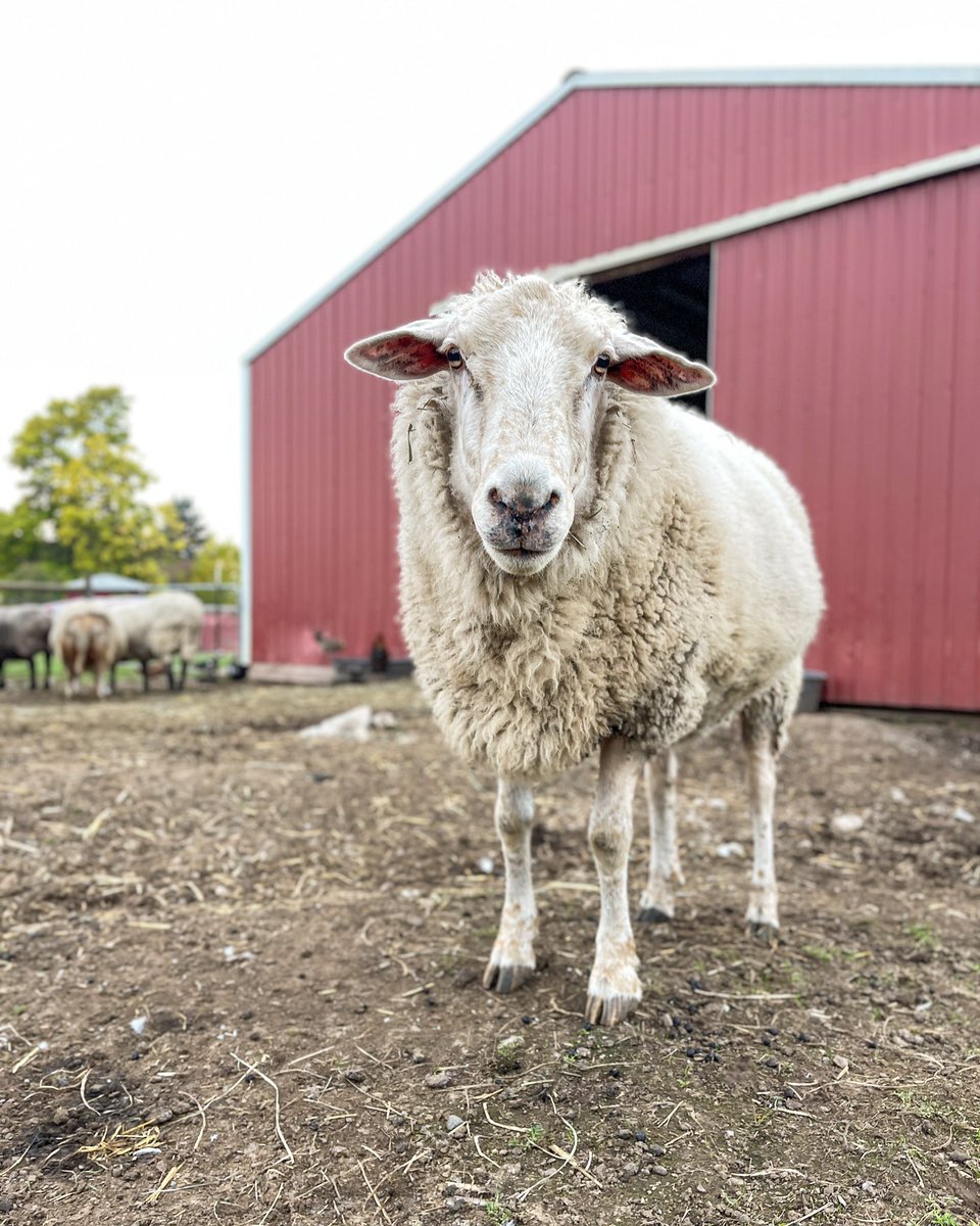 Our beautiful friend Harold is worthy and deserving of a beautiful life ❤️ 

#veganforthem
 #sanctuarylife #animalrescue