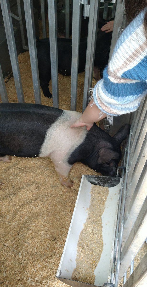 laurissa_block2's tweet photo. @JeSuisFrancai11 il y a un cochon noir. il est trés gentil https://t.co/zjaFIyCscu