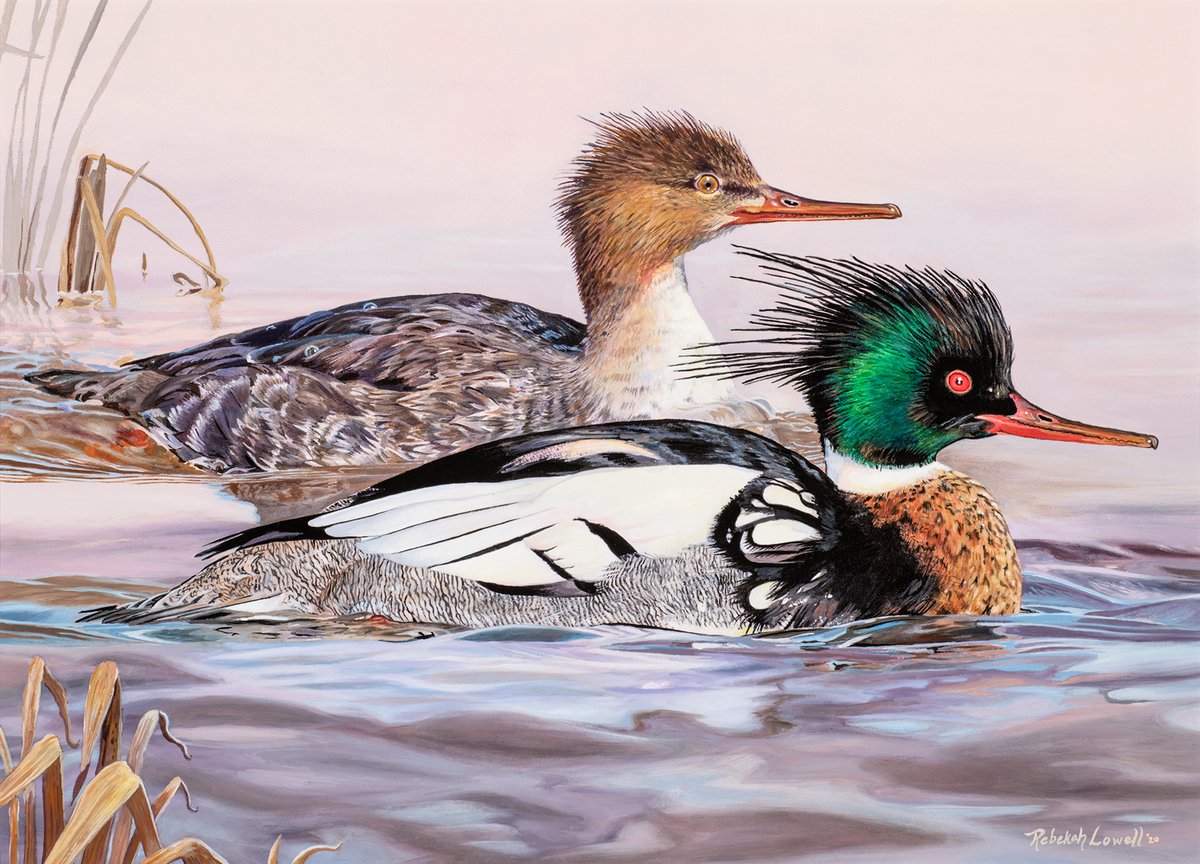 RebekahLowell's tweet photo. For #BirdabilityWeek2021 I'm donating 50% of proceeds from my Maine Duck Stamp Prints to @birdability! I love this cause. Birding means so much to my daughters and I and is part of our recovery from trauma. Yay for birds and those who love them!
https://t.co/1kWovXkQ10 https://t.co/XrTv2DbKWc