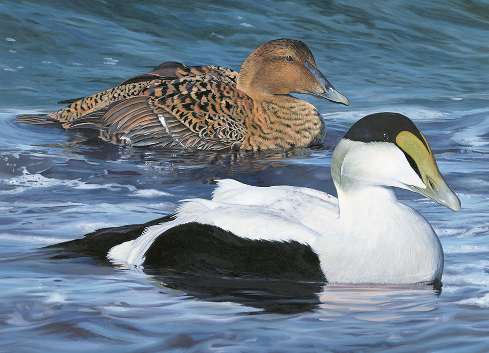 RebekahLowell's tweet photo. For #BirdabilityWeek2021 I'm donating 50% of proceeds from my Maine Duck Stamp Prints to @birdability! I love this cause. Birding means so much to my daughters and I and is part of our recovery from trauma. Yay for birds and those who love them!
https://t.co/1kWovXkQ10 https://t.co/XrTv2DbKWc