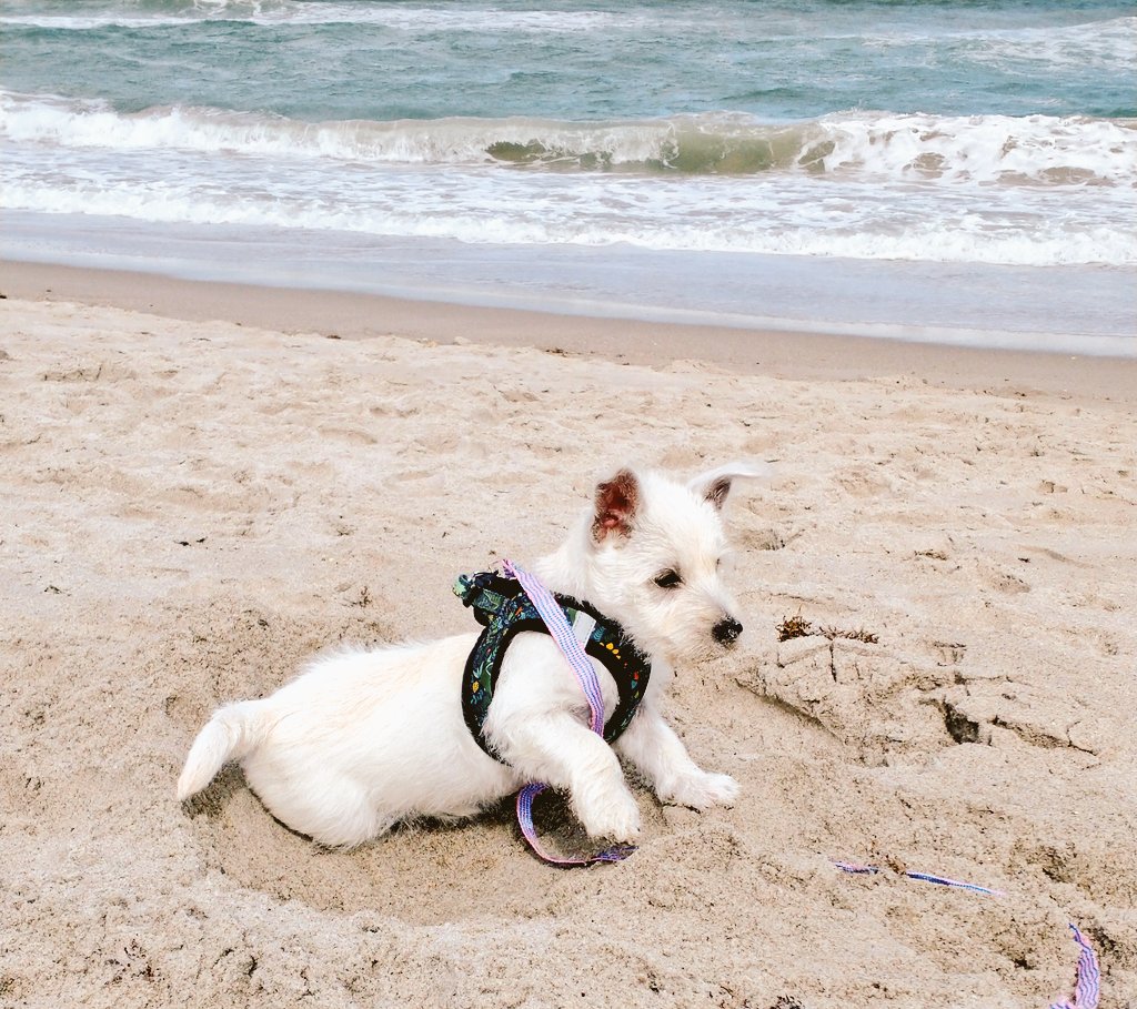 Had my first trip to the beach recently. Let me tell you, waves are scary but sand is delicious. #westie #floridalife #floridadog #beachfun