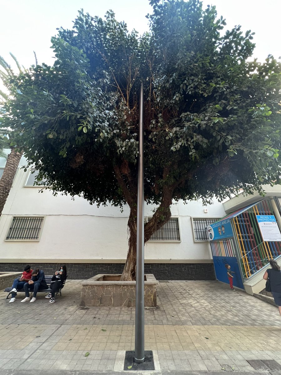 martinteide's tweet photo. Respeto a los árboles @aytolalaguna_es primero el soporte de iluminación de navidad, mutilando el árbol y después, más adelante lo cortamos. Justo en el árbol 😭😩😭😩😭😩 https://t.co/EMtRm9fT7i