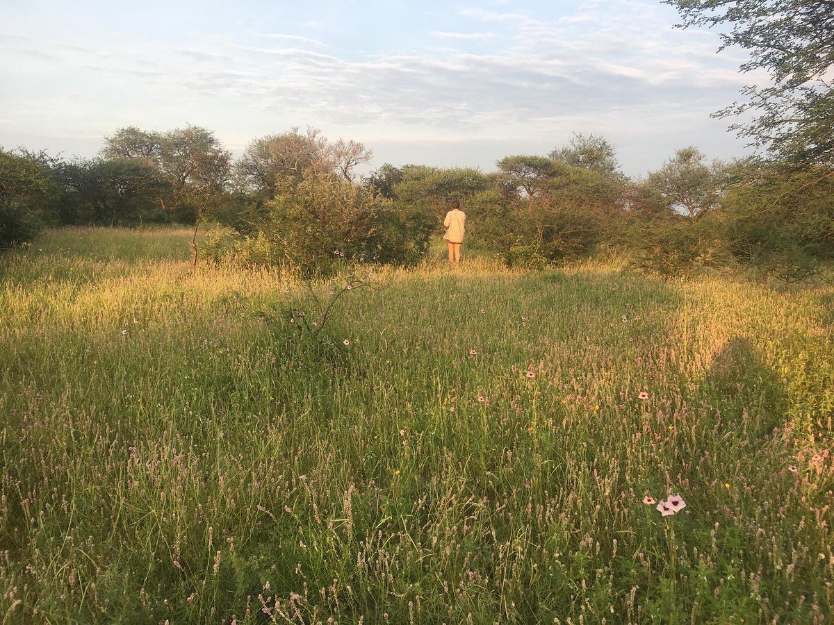 AlldaysAnd's tweet photo. We can’t wait for the summer to return and transform the bushveld into a green oasis for all the wildlife ✨🌿🌾🌺

#summeriscoming #bushveld #researchcentre #SouthAfrica https://t.co/LbYurZQnUk