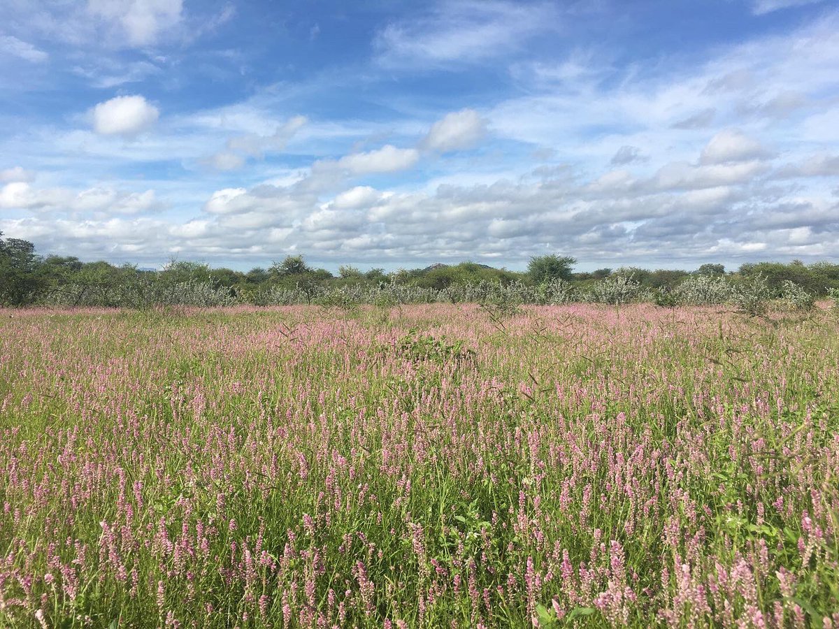 We can’t wait for the summer to return and transform the bushveld into a green oasis for all the wildlife ✨🌿🌾🌺

#summeriscoming #bushveld #researchcentre #SouthAfrica