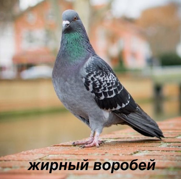Сизарь