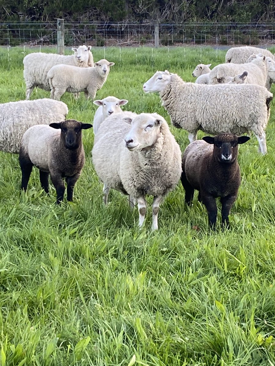 Friday fun day the ewe lamb on the right always makes me smile with her milk moustache #nzlifestyle