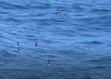 ASandovalRey's tweet photo. ESTACA DE BARES hoy:
355 págalos pomarinos
1 Pterodroma f/m
Más de 24.000 alcatraces
22 págalos parásitos
34 págalos grandes
5 págalos raberos
323 pardelas pichonetas
399 pardelas sombrías
15 falaropos
9 gaviotas tridáctilas
2 frailecillos
5 alcas
Etc! https://t.co/kHP7eBQ2c6