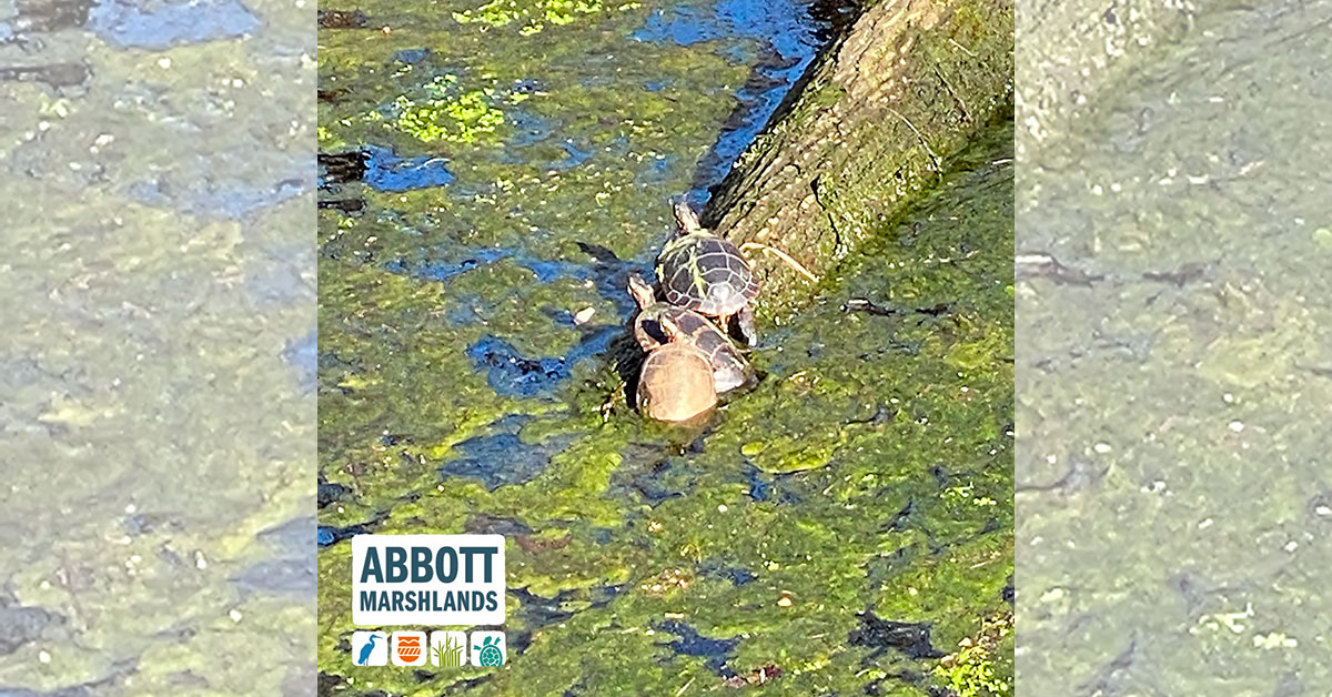abbottmarshland's tweet photo. It’s National Reptile Awareness Day! We have these turtles: Common Snapping, Stinkpot, Eastern Box, Common Map, Red-bellied, Red-eared, Eastern Painted; snakes: Northern Water, Northern Brown, Eastern Garter, Eastern Ribbon, and Black Rat Snake. #abbottmarshlands #snakes #turtles https://t.co/z9Cjj1fGeJ