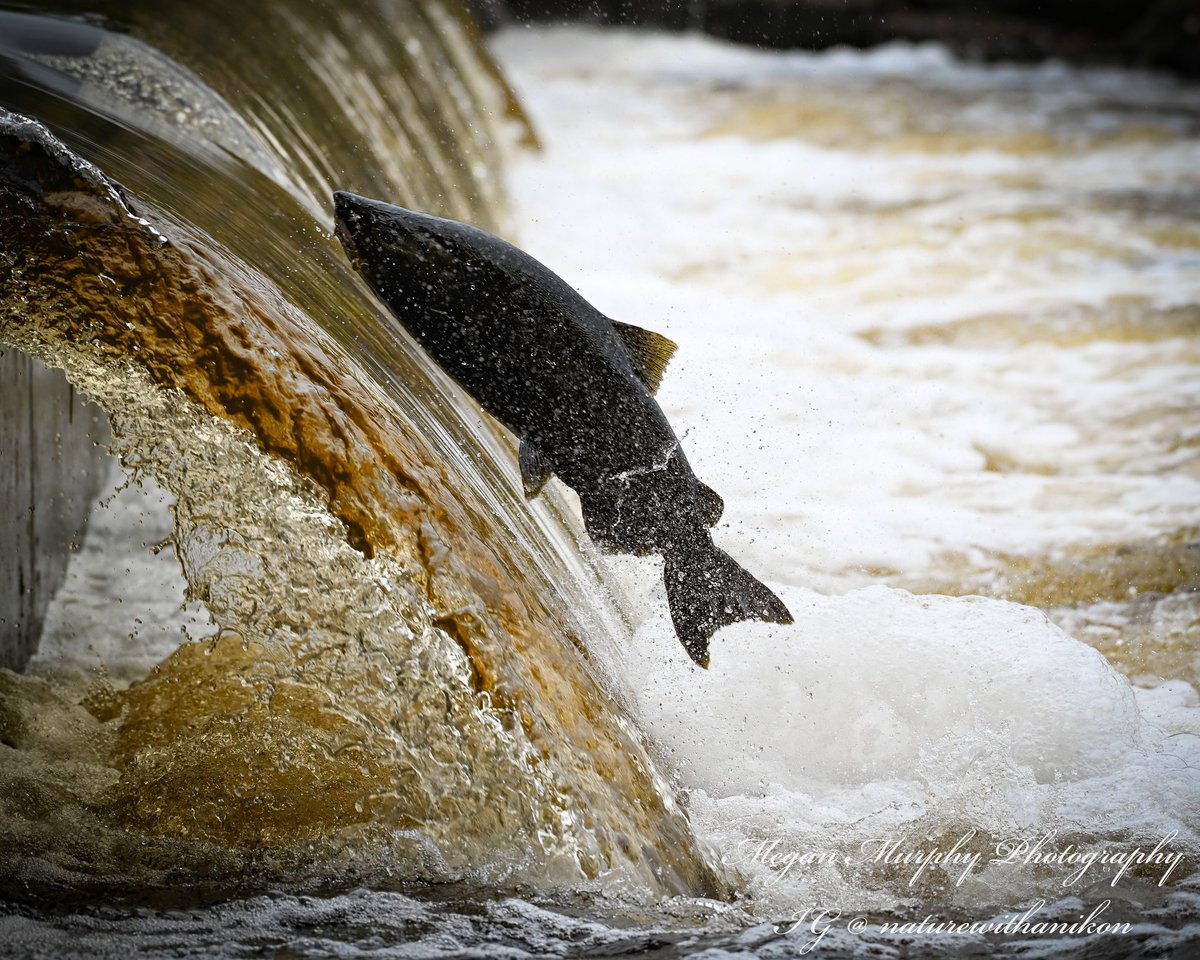 _MeganMurphy's tweet photo. Each year I look forward to the chinook spawn in my local river. This year was especially exciting because I have my new camera equipment. I was about to leave after not seeing any, when I heard the sound of one trying to make it over the dam. With patience I finally got the shot https://t.co/coEVvdTo4H