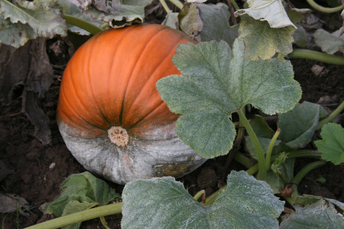 Christine Smart tweet media