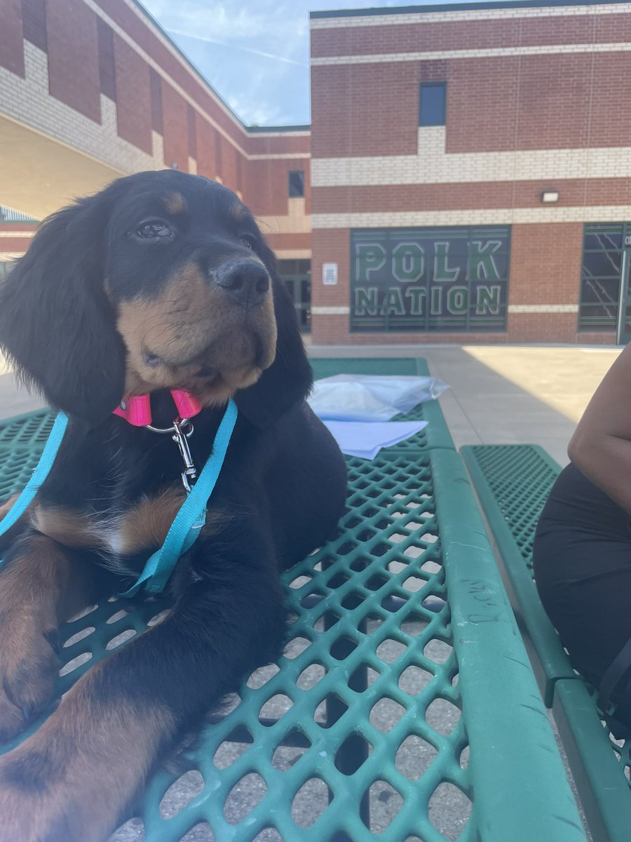 Marliss Allen tweet media