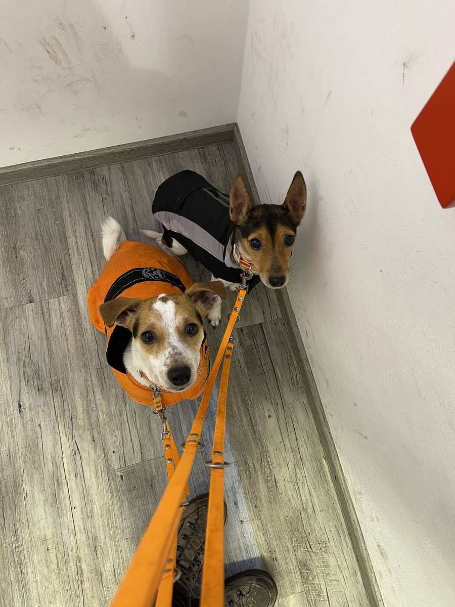 MangoJT's tweet photo. These two ❤️❤️
#jackrussellterrier #jrt #parsonrussellterrier #foxterrier #dogsoftwitter https://t.co/1kiLwhPdJT