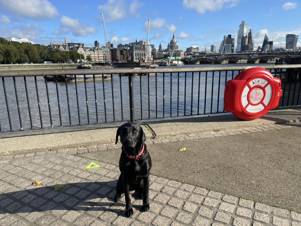 StuartWilsonRPI's tweet photo. Late train home today after a long day for Rafiki bringing joy & smiles to the office @RPInsight @WeWork #DogThursday https://t.co/i0og4GX3b5
