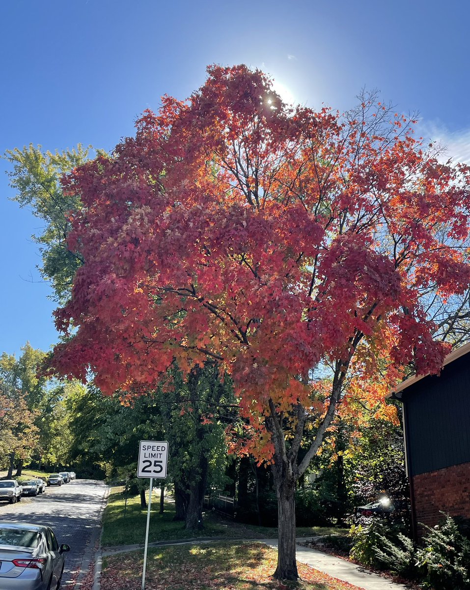 larryvillelife's tweet photo. Sunshine peeking through bright red foliage on Louisiana Street. #fallfoliagewars https://t.co/hbNL4AeosB