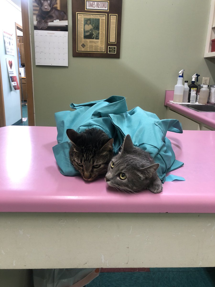 hanfran___'s tweet photo. @f0lake These are my sweet little babies at the vet yesterday, the whole staff was a big fan of their bags! https://t.co/tytmGXfJrZ