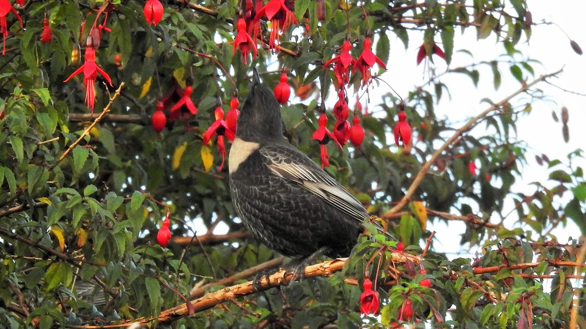 barrabirder's tweet photo. So we spent time watching 5 Ring Ouzels having a feeding frenzy in a fuchsia bush this morning. Assumed they'd go for the big ripe juicy berries of which there were many, but instead they took the entire flowers and swallowed them whole. I wasn't expecting that! #BackToTheFuchsia https://t.co/MdYFAV9jN1