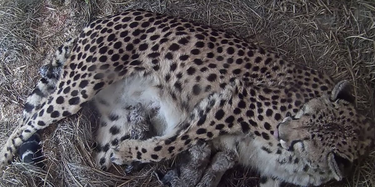 BigCats.com tweet media