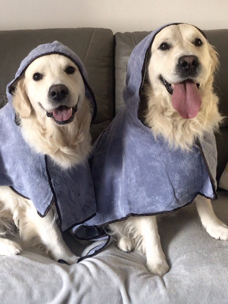 goldenlily2017's tweet photo. @OfficialPLT Looking fashionable in our bath robes @OfficialPLT #PLTPets 💃🥰 https://t.co/2XwaPwzjDN