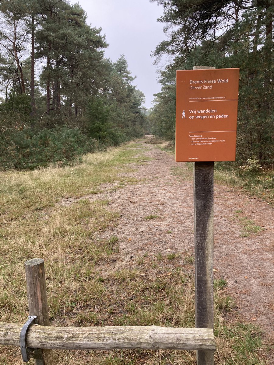 Ik heb deze week veel gewandeld in dit prachtige bos, waar je zelfs in de herfstvakantie amper een mens tegenkomt. Heerlijk, echt een aanrader als je van rust houdt. 🍁