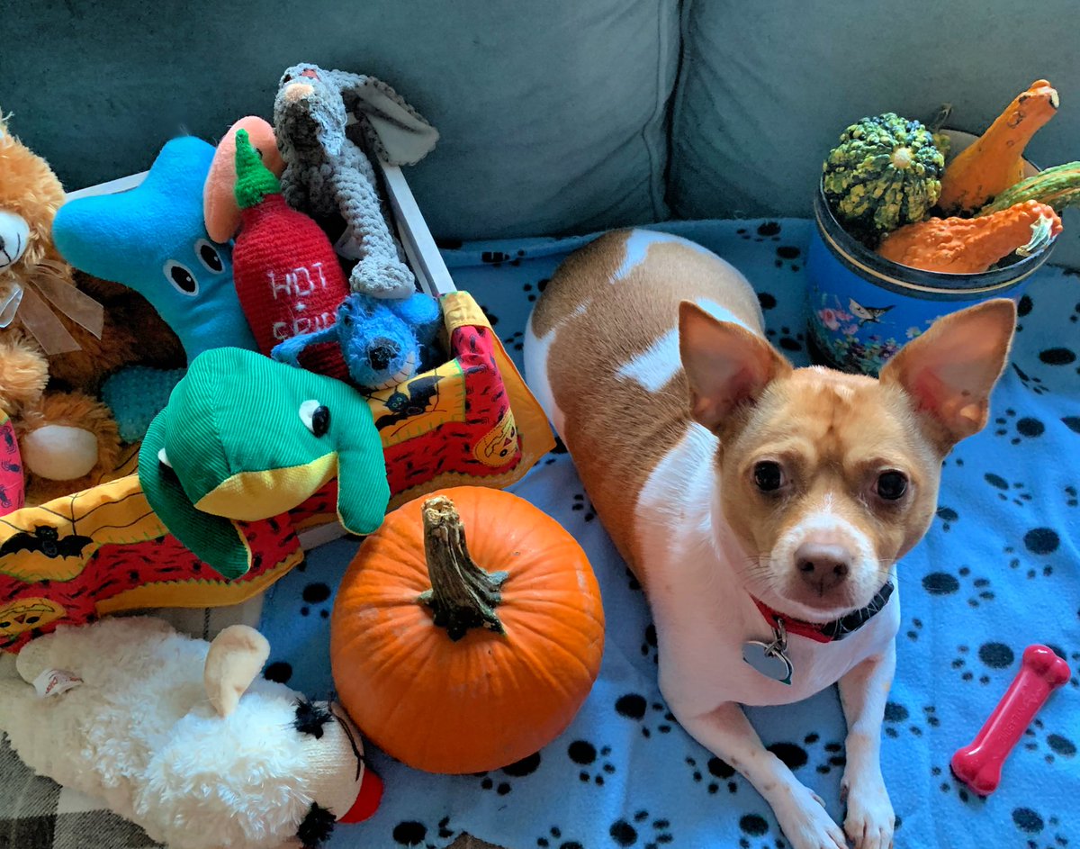 ellej0nes's tweet image. Coming up on four years since adopting Slim from @muddypawsnyc #slimdog #Halloween #rescuedog 🎃🐾