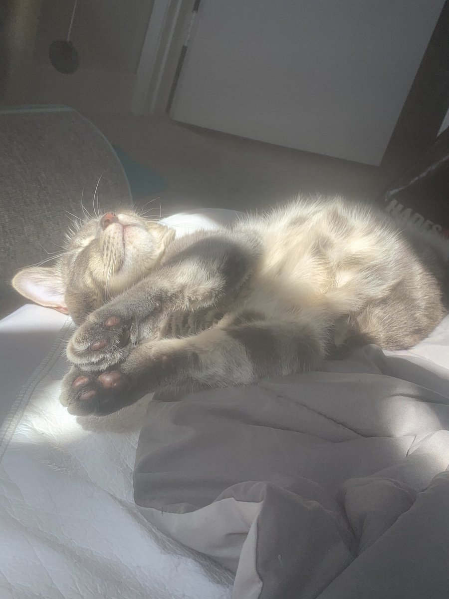 Addison Peacock tweet media