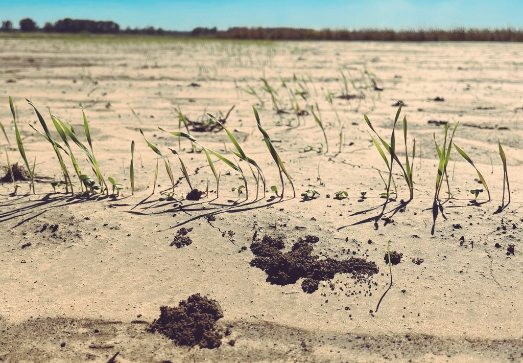 SouthernCoverCropsCouncil tweet media