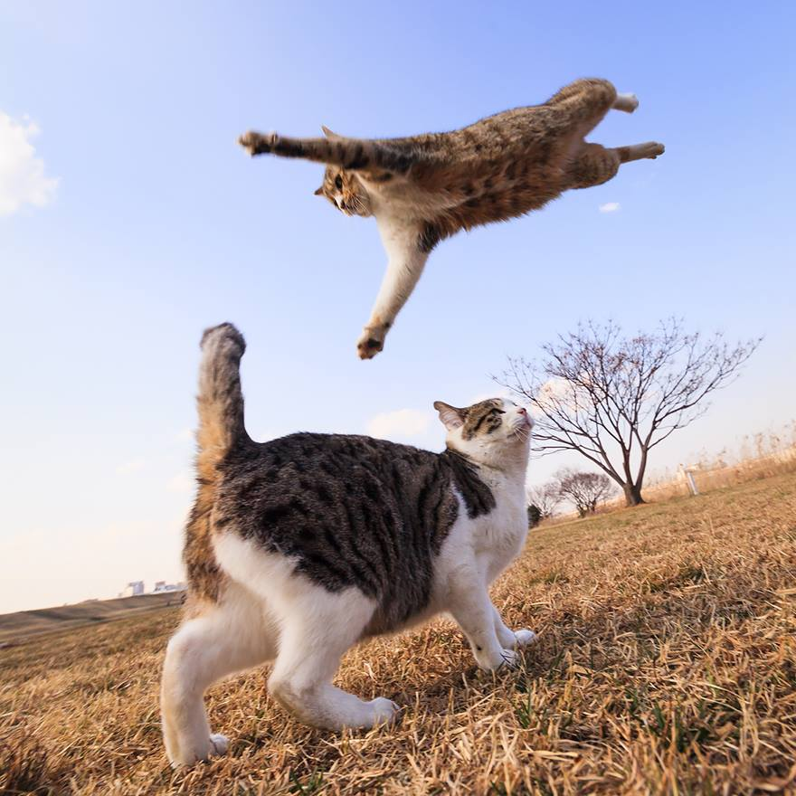 Kitkot3's tweet photo. cc @Prudenza_Le_Mat
#birdbot and #birdcat https://t.co/9febRdI42i