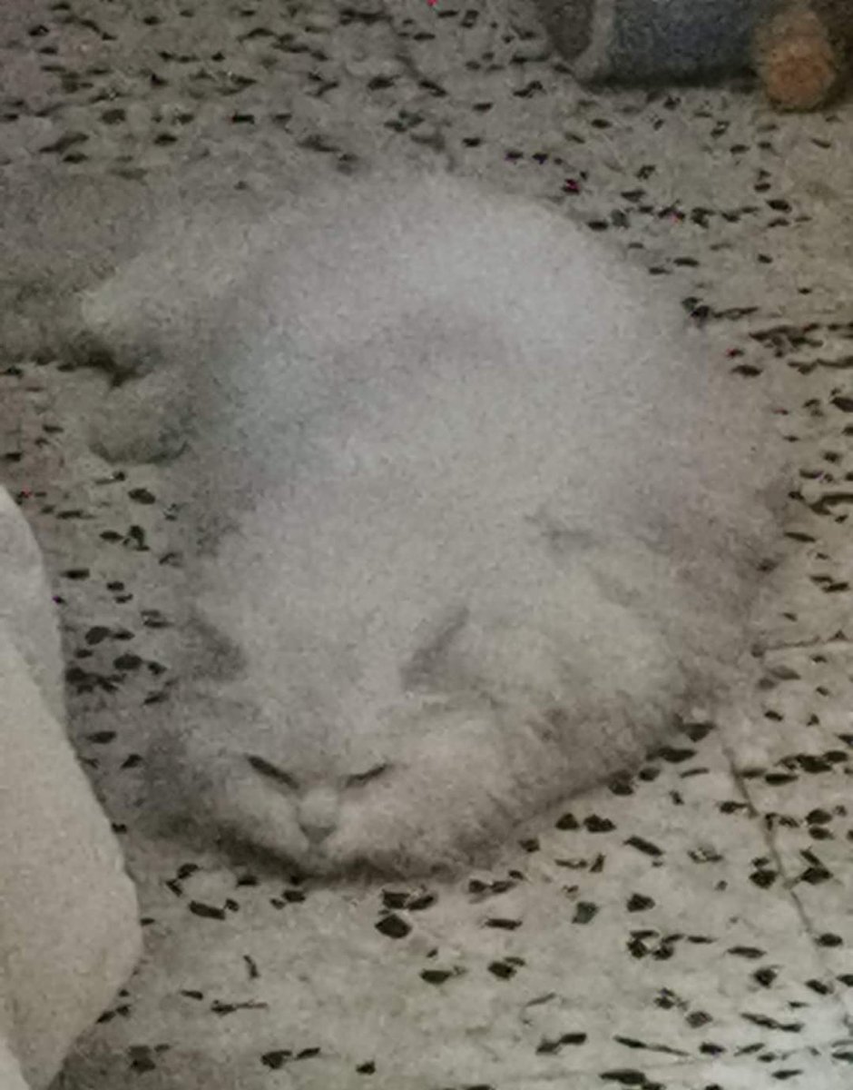 PetsLalinea's tweet photo. Se busca se llama Txuri es muy cariñoso, no lleva chip #perdido #lalineadelaconcepción  x mediaciones de la calle Galileo
#mehasvisto? #meheperdido #AyudameAVolver #mifamiliamebusca #gatoperdido
Post original 🔻 https://t.co/Tfz1Khh1F8 https://t.co/laLpBkK11o