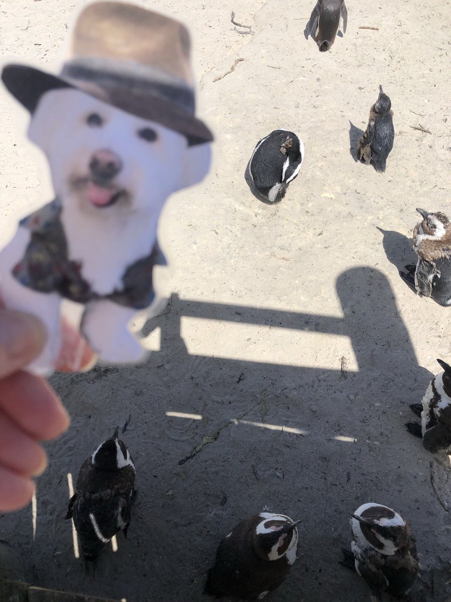 PerfectParker4's tweet photo. Ok so buds #flatparker and mom left off on the day trip around the Cape of Good Hope when moms phone pretty much lost touch with the world. Here are those PENGUINS I was lookin for! Mom tried to take one home for real me but the buds in charge said nope. https://t.co/TfEsCrtrbR