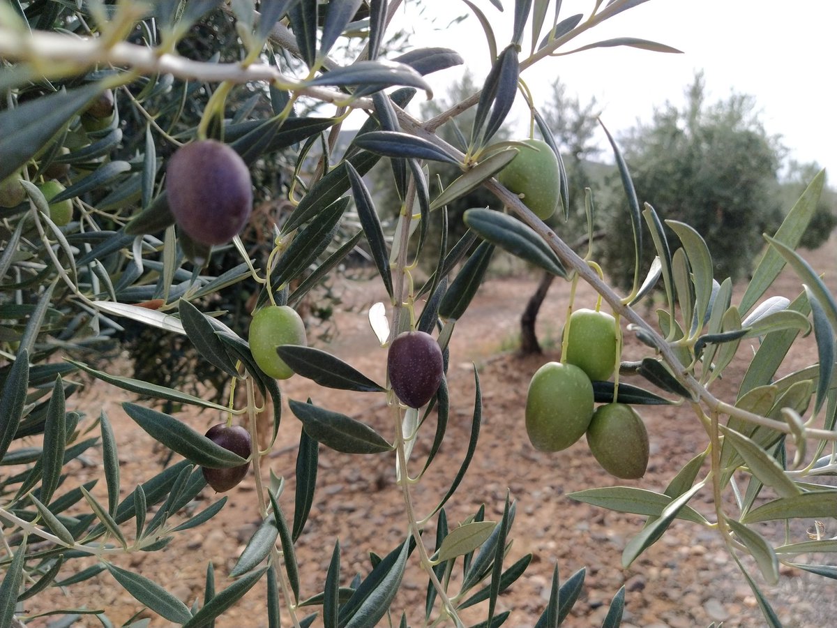 alfonsoleologo's tweet photo. La semana que viene estás aceitunas pasarán a #AOVE en @aceitelaunidad. A mejorar el del año pasado aunque es listón está alto!
Desde @CTAEX_CIT les ayudamos a materializarlo con los mismos nervios y ganas q el primer año, aunque las coordenadas hacia la calidad buscada están https://t.co/qLhl1hquC2
