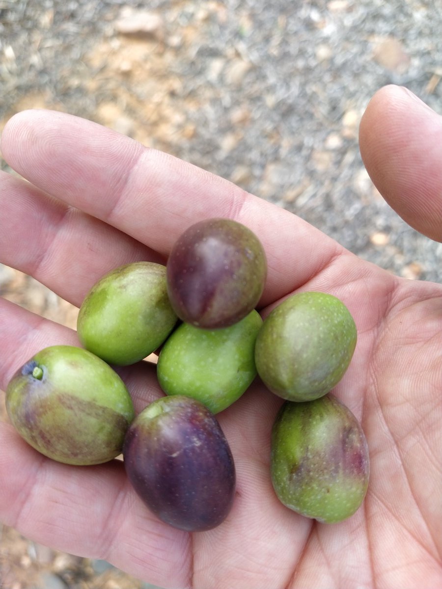 alfonsoleologo's tweet photo. La semana que viene estás aceitunas pasarán a #AOVE en @aceitelaunidad. A mejorar el del año pasado aunque es listón está alto!
Desde @CTAEX_CIT les ayudamos a materializarlo con los mismos nervios y ganas q el primer año, aunque las coordenadas hacia la calidad buscada están https://t.co/qLhl1hquC2