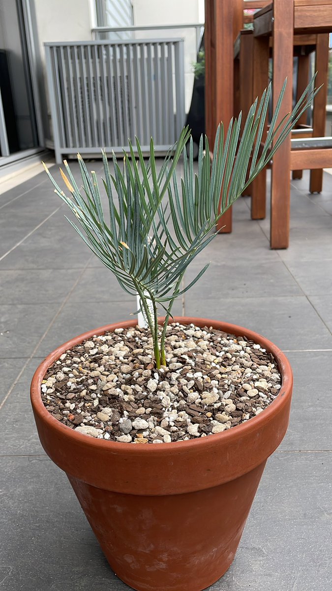 This is a really cool little plant. Cycas desolata from Queensland