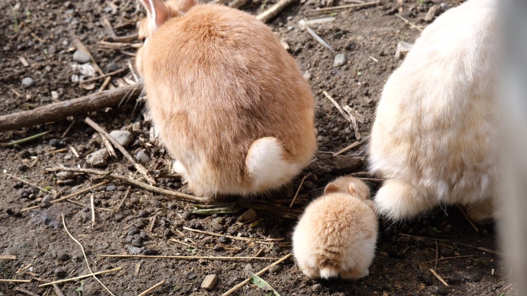 かわいすぎるウサギのアカチャンが生まれたので名付けて見守っていたら ある日衝撃の事実が判明 コムギチャン 増えてる Togetter