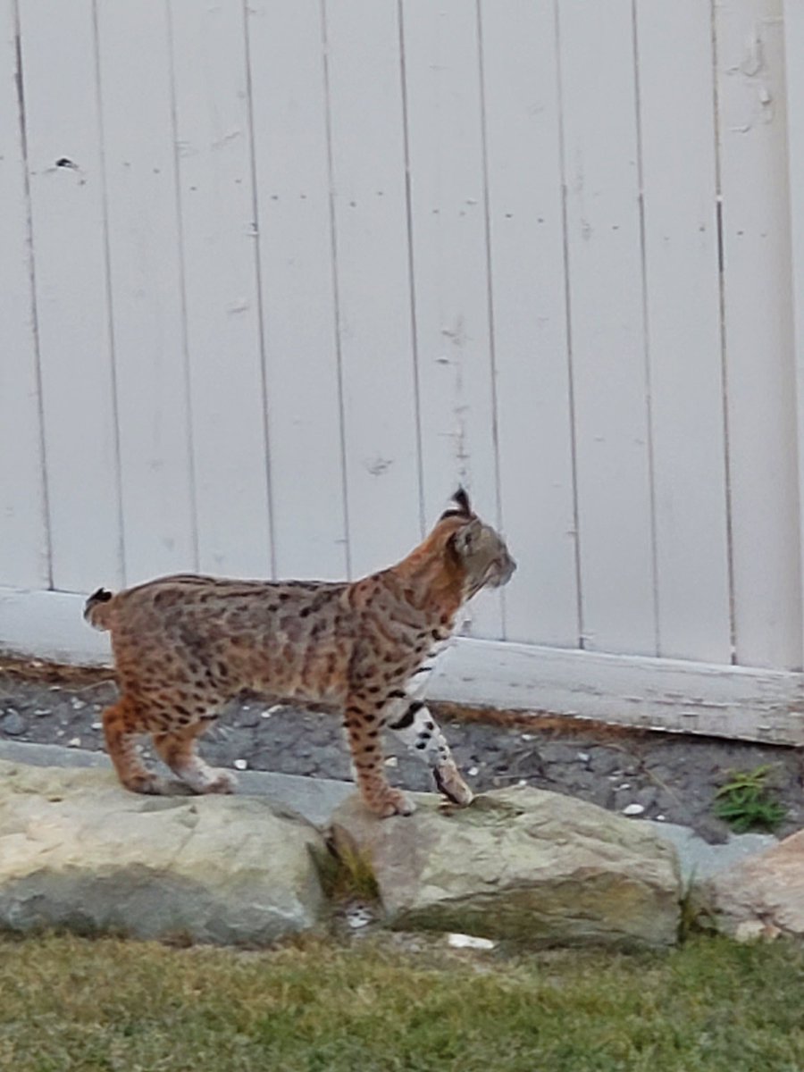 JasonFernyc's tweet photo. @sethfiermonti Something in the water today....Cats galore.... this guy showed up as I finished up the day.... https://t.co/2nVkJYWGIa