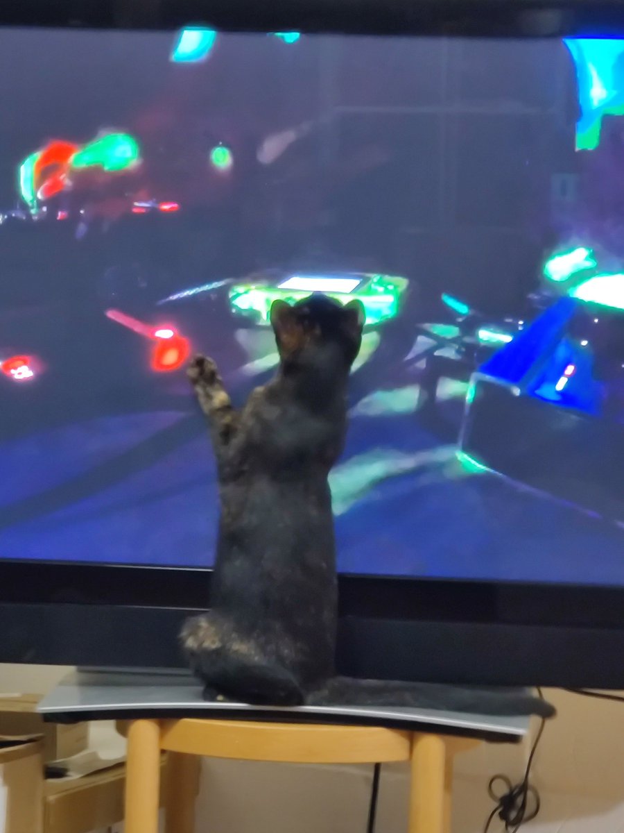 #SIGNALConf <a href="/philnash/">Phil Nash</a> @annthurium <a href="/TwilioDevs/">TwilioDevs (Twilio Docs Stan Account)</a> 

My cat Li makes an appearance in the after-party video, can you spot her?

She's also enjoying the performance a second time round on my TV 😊
