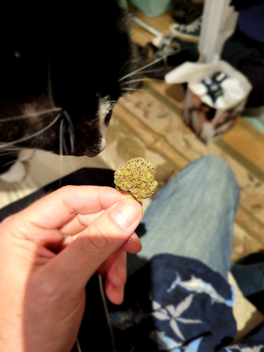 Phantom coming through with the Purple Pineapple Express.
#StonerKitty