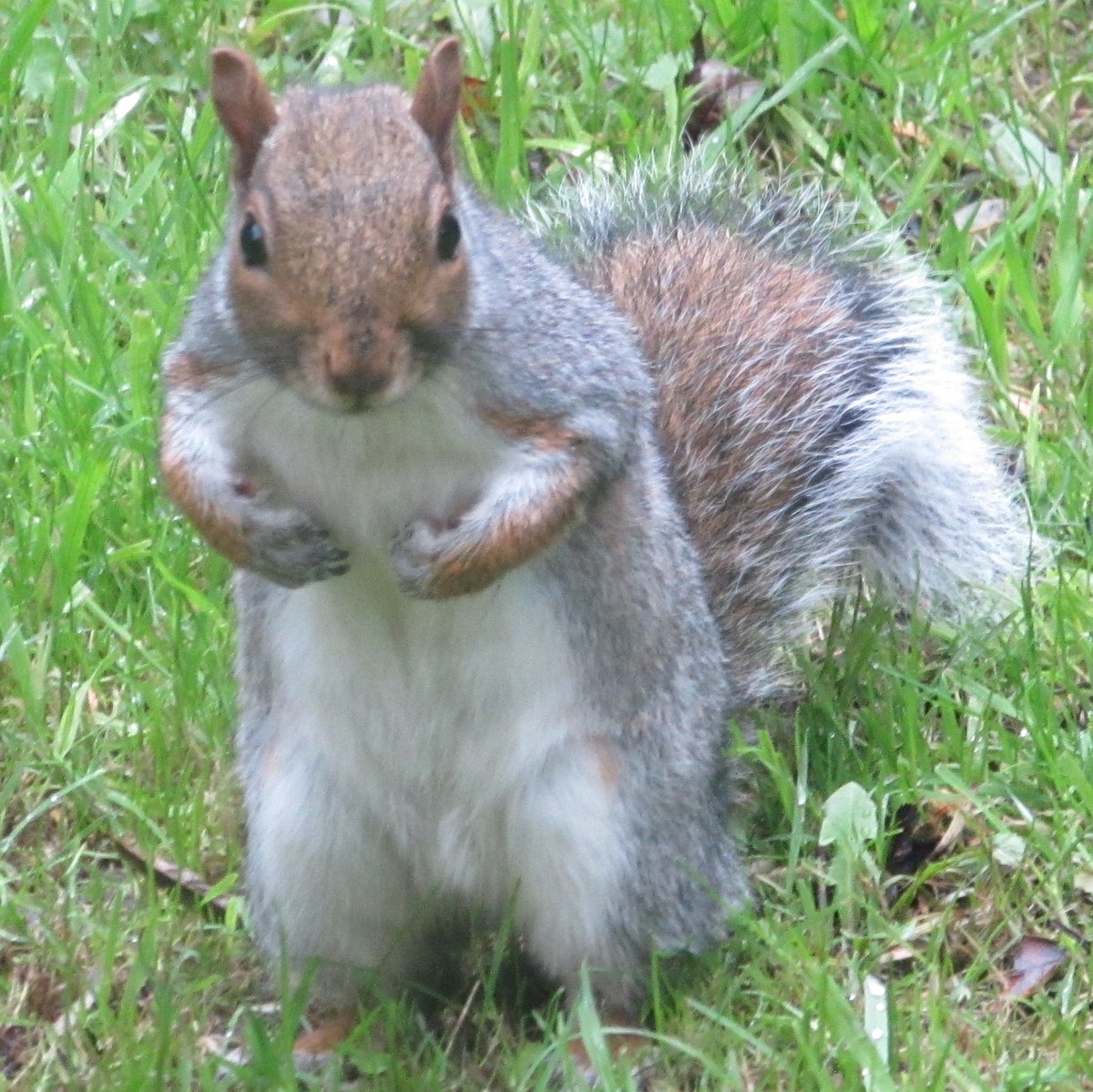 Hellycatfish's tweet photo. @R_Ahmed2010 @TrudyTa95329047 Squirrel sending a virtual hug
They really do make the most amazing 'photo subjects' with their acrobatics 😀 #TwitterNatureCommunity #squiggame 😉 https://t.co/PNotYkNIBa