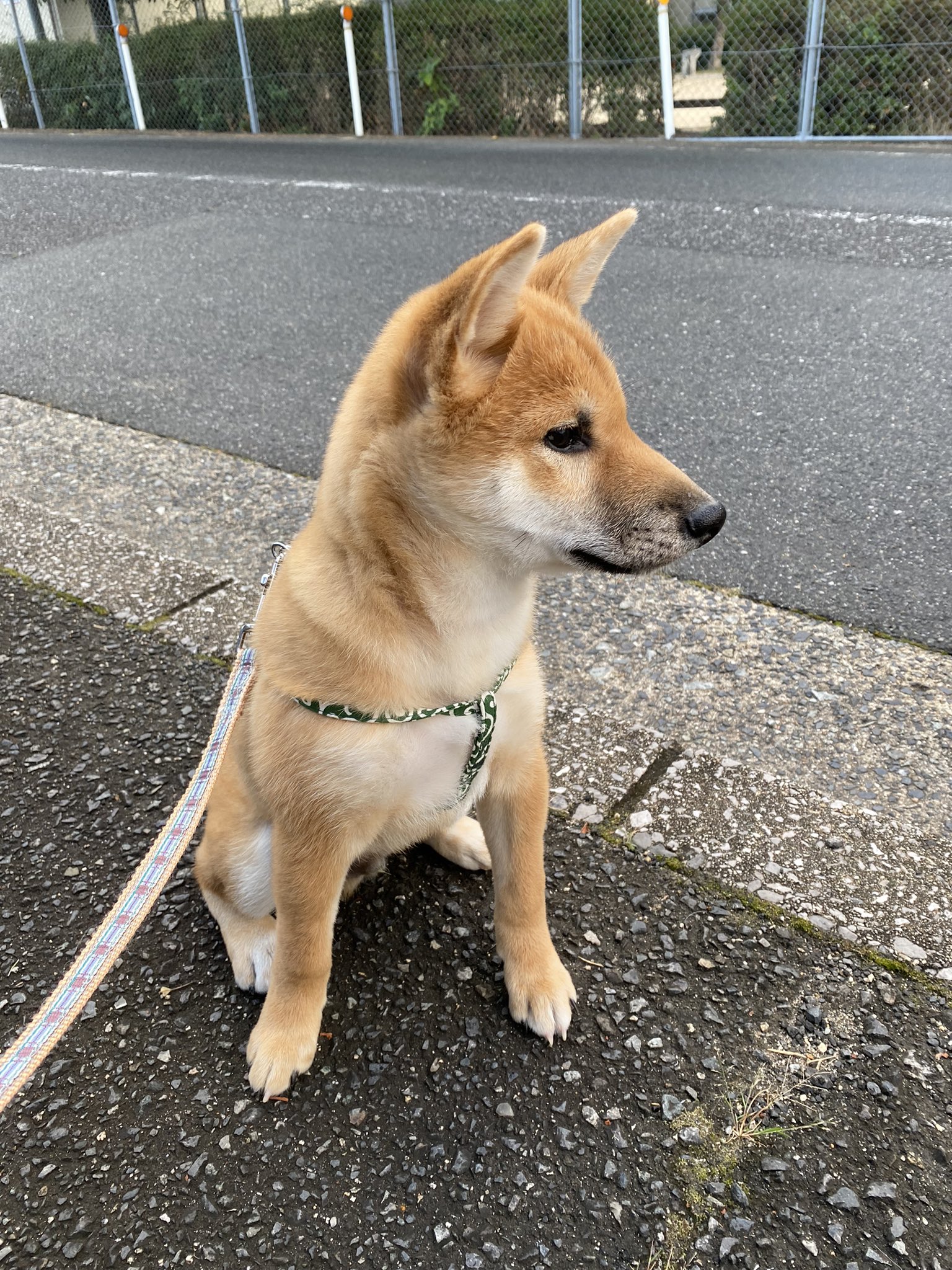 柴犬こてつ8ヶ月 4ヶ月になりました 体重は6 6 下の歯4本が抜けて永久歯が見えています 歯が抜けた事も気づかず 4本中一本だけ確保できました こんな小さいのわからんわ 柴犬 子犬 歯が抜けた T Co Slycltcqhs Twitter
