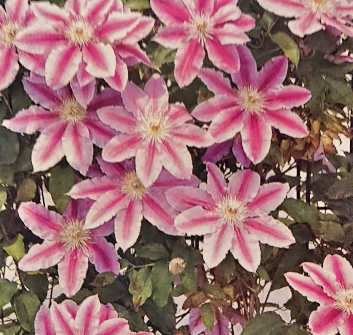 10月22日の誕生花