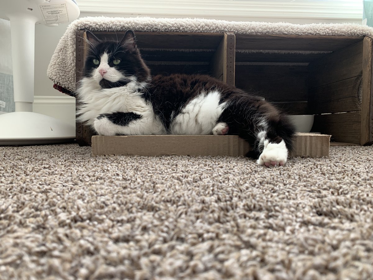 He_SheEatClean's tweet image. It has been one month without Rambo. 😿 15 years with you was not enough. We wish we would have been there with you when you passed. Rest easy big boy, we love you.  

Not all angels have wings, some have whiskers. 💔