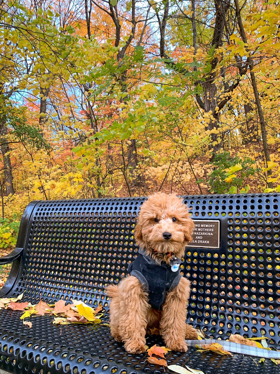 itsmisswendy79's tweet photo. π§‘peak colors & a puppyπ
#minnesotaautumn #fallinminnesota #peakcolor https://t.co/n3CrG8zNfb
