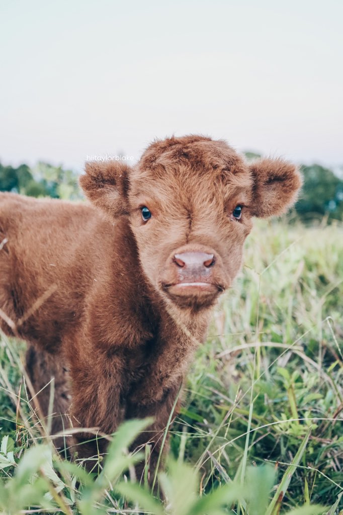 hiitaylorblake's tweet image. Our pasture beholds a new queen💘