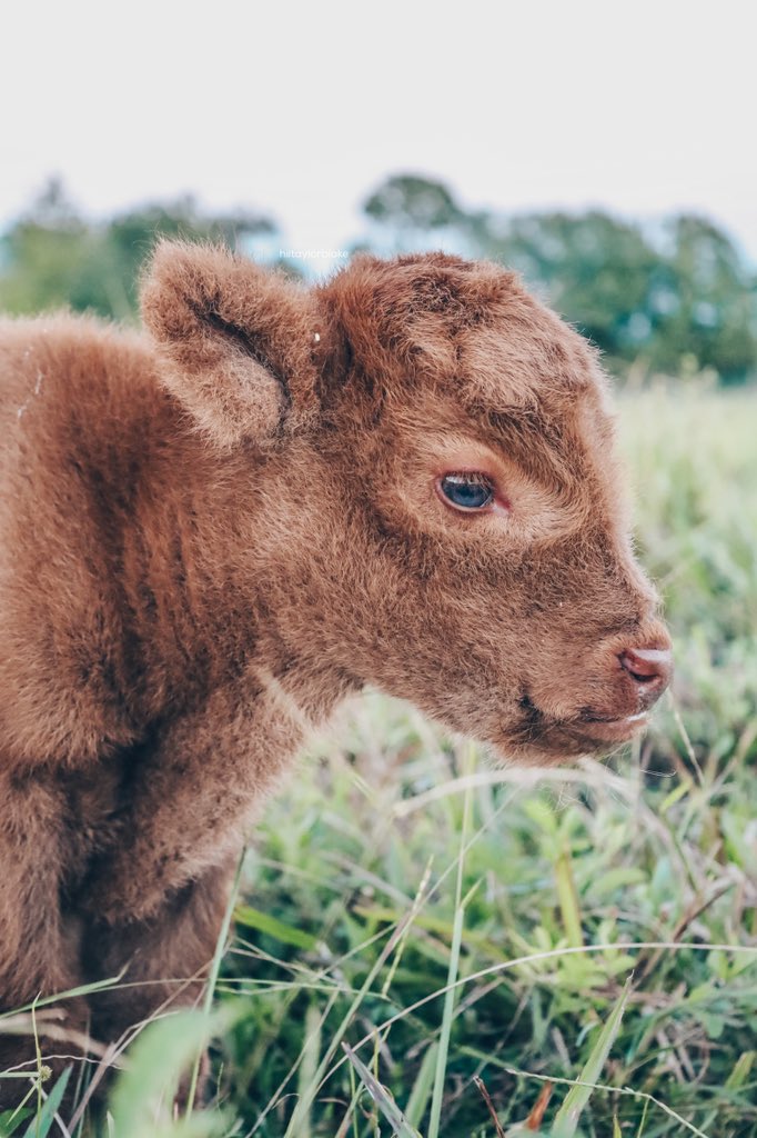 hiitaylorblake's tweet image. Our pasture beholds a new queen💘