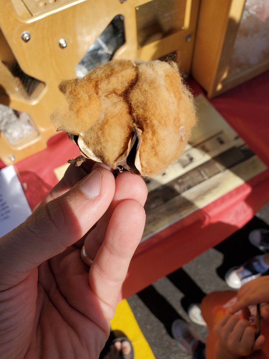 Saw brown cotton for the first time last week. 
Would be interesting to see it at a field scale. 

Anyone familiar enough with it to tell me if the flower is different than upland cotton? 

#Cotton #TexasCotton