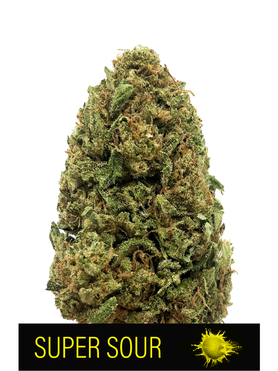 BostonHempire's tweet photo. BIG Sour aroma from this new indoor bud! 🍋 Check out our Super Sour CBD bud, also available in Delta 8 coated. https://t.co/CFh8rCUraI
#cbd #cbdbud #hemp #hempflower #supersour #sour #delta8 #boston #hempire #cbdsuperstore #onlinedispensary #atlanta #nyc #miami #austin #dallas https://t.co/VUEkR6qd5q