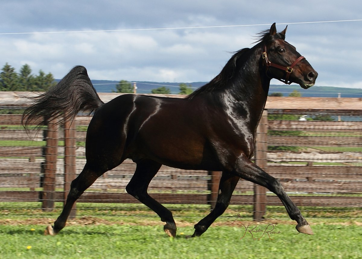 Blue Chip Farms tweet media