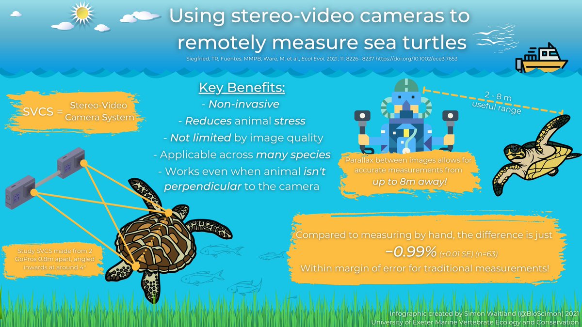 Measuring swimming #seaturtles without touching them? No it's not sci-fi, it's reality!  
My #infographic for @MarineVertsMSc, based on a really cool study by <a href="/TabbyTabs24/">Tabitha Siegfried</a> 
#MVEC