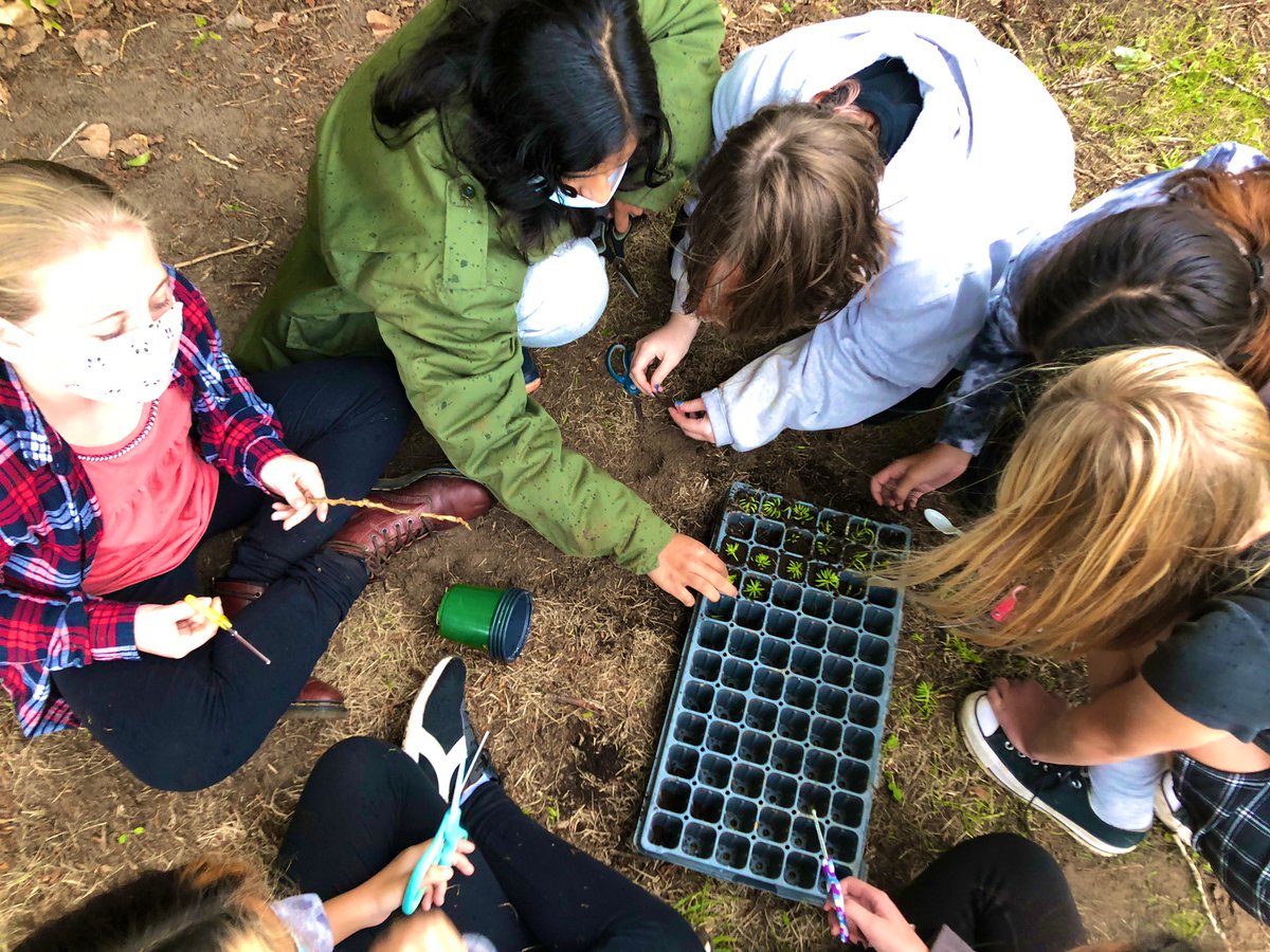 MrKSDyck's tweet photo. Grade 6/7s @PortWellerPS #Outside #Planting cuttings from two #Sedum #Stonecrop #Plants: Lemon Ball (Sedum rupestre) &amp; Needle/Carpet Sedum (Sedum lineare). #TakeMeOutsideWeek #Rain #Biodiversity #Science #InteractionsInTheEnvironment @takemeoutside @ColleenFast1 @DSBNOutdoorED https://t.co/v1KVY5TVzS