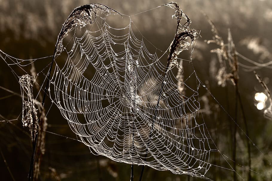 weird_sci's tweet photo. Without any added mixers, spider silk is STILL one of the strongest and most versatile materials that we know of. It rivals steel in strength. It’s used by spiders for shelter, sex, and getting around. It’s water resistant. Antimicrobial. A hunter’s tool. https://t.co/nGDN2rpoGE